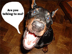 areyoutalkingtome01 klein Are you talking to me? Photo areyoutalkingtome01 klein Are you talking to me?