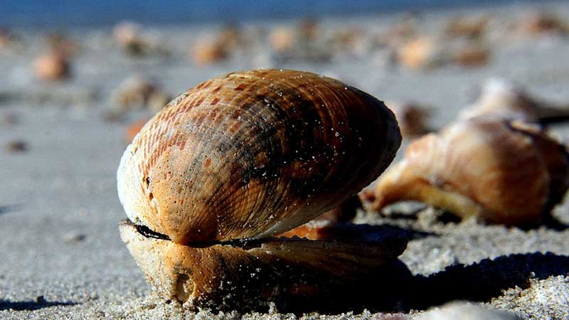 The Seashell