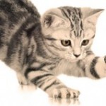 cat-scratching