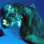 dolphin