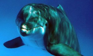 dolphin 300x181 Sunday