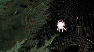 spider 300x168 The Ghost Garden (Excerpt)