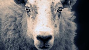 sheep 300x168 As Beasts at His Breast