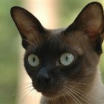 siamese