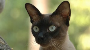 siamese 300x168 Rupert