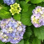 Hydrangeas Hydrangeas