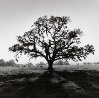 Ansel-Adams-Oak-Tree-Sunrise