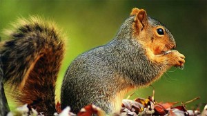 squirrel 300x168 A Squirrelly Christmas!