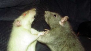 sewer rats fighting 300x168 Write the Wrong