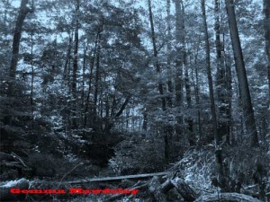 woods 300x225 Ghost Story (The Wailing Wood)