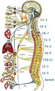 Chiropractor 182x300 Chiropractor Gurus