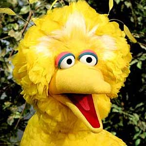 bigbird Ego Development