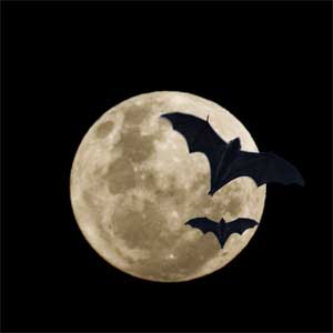 bats The Bats