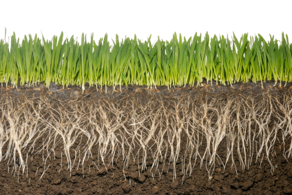 grassroots and soil grass roots Unfortunately, It Is True!