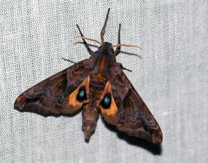 moth Moth