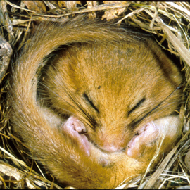 hibertingdormouse tcm6 22357 A Cautionary Tail 