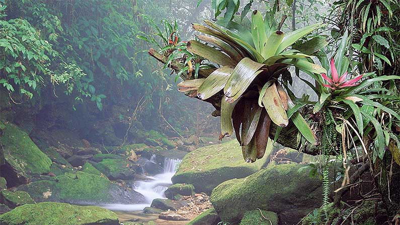 rainforest-wikipedia