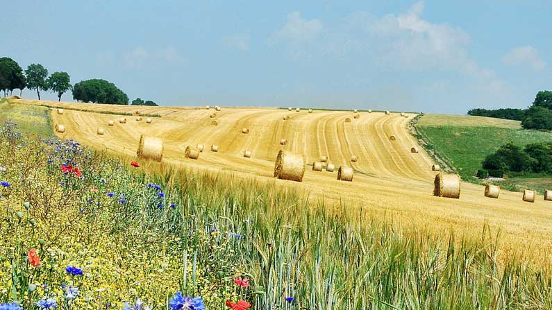 summer-hay-harvest