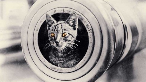 Cats and Warfare - cat-in-tube