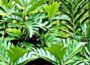 Excerpt: Mungai and the Goa Constrictor
