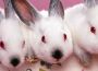 Leave My Bunny Alone!