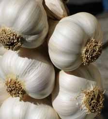 Garlic: The Stinking Rose