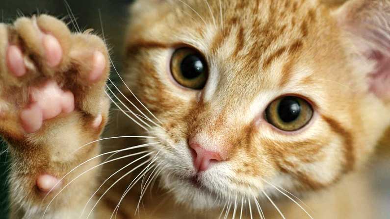 Why Cats Claw - Cat Behavior