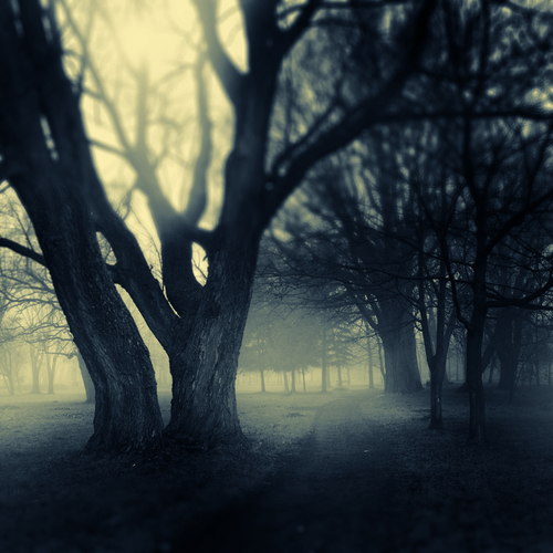 misty-trees