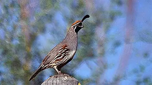 quail-wikipedia